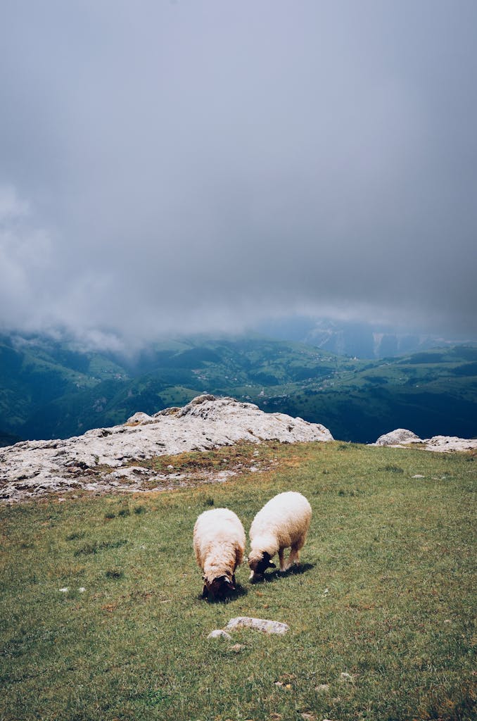 Scenic view of sheep grazing on lush highlands in Yavuzkemal, Turkey under a cloudy sky.