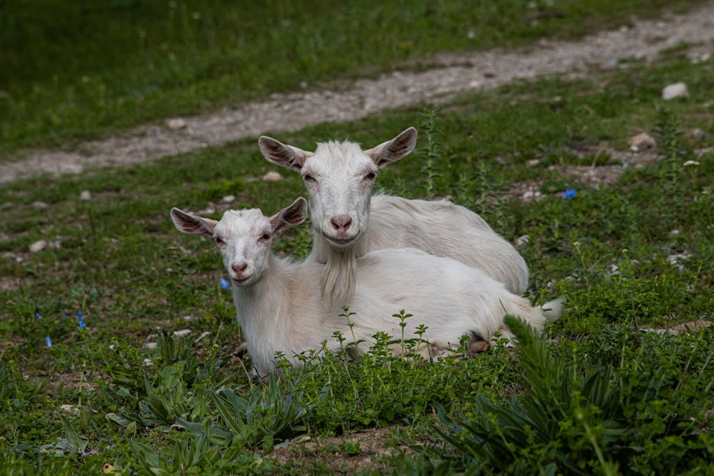 Two Saanen goats lying on lush green grass, showcasing peaceful rural life.